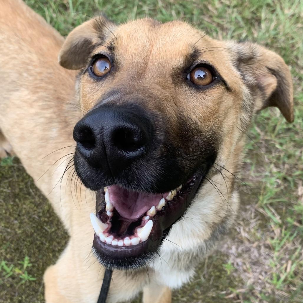 Enlarge Hank, a Adoptable mixed breed in Durham, NC image 4/6