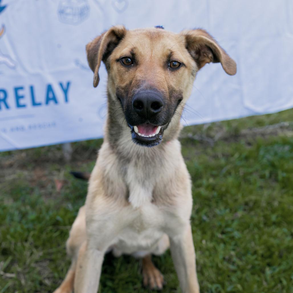 Enlarge Hank, a Adoptable mixed breed in Durham, NC image 5/6