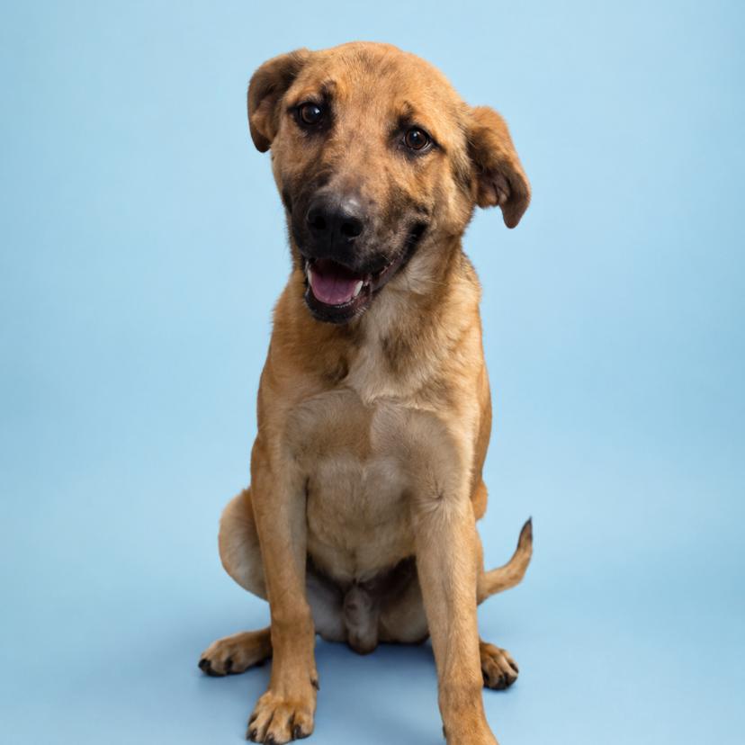 Enlarge Hank, a Adoptable mixed breed in Durham, NC image 6/6
