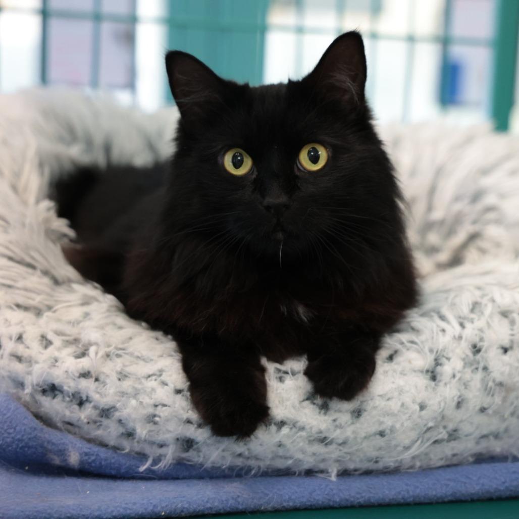Lady, Adoptable, Adult Female Domestic Long Hair.