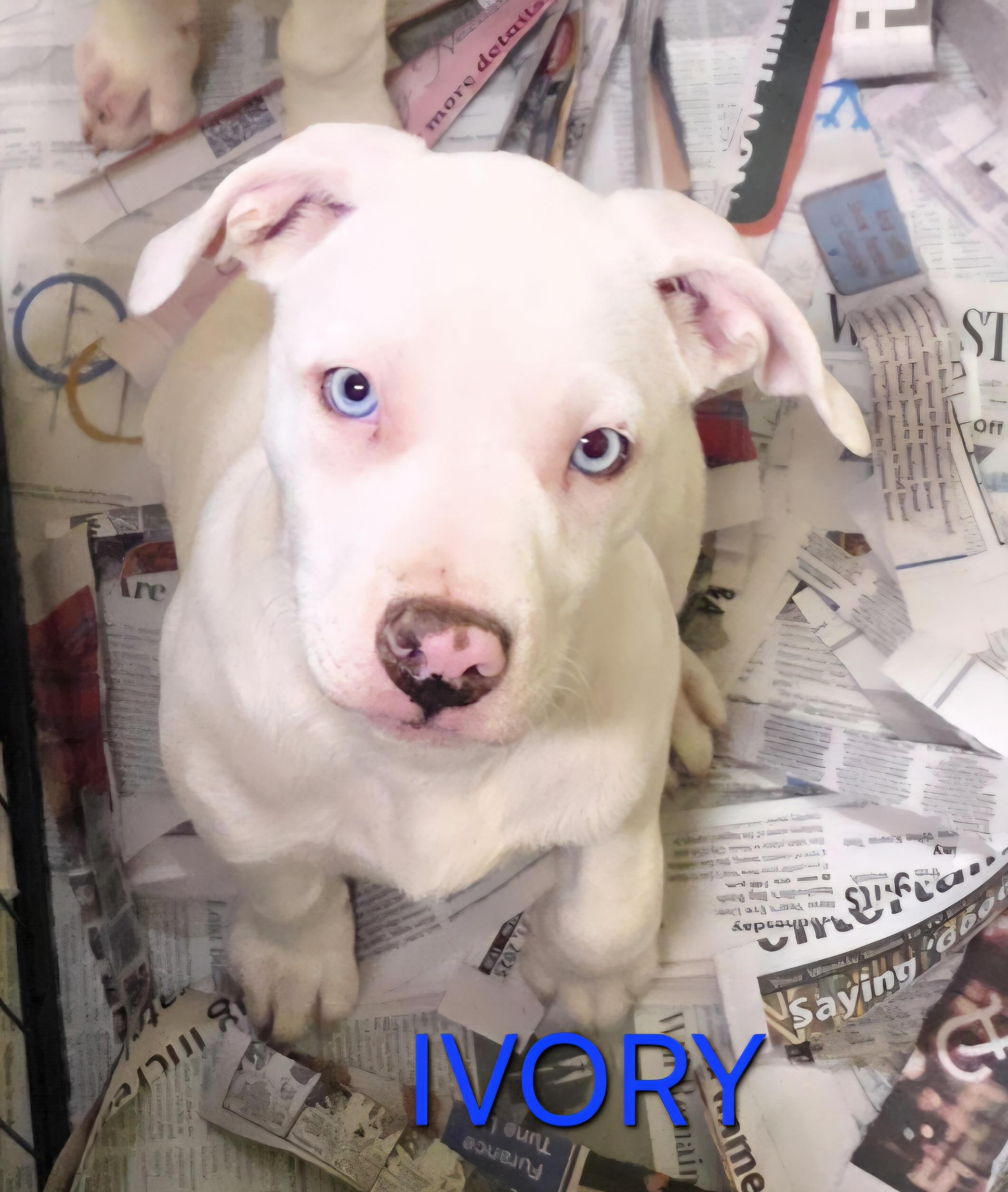 Enlarge Ivory, a ADOPTABLE mixed breed in Momence, IL image 1/1