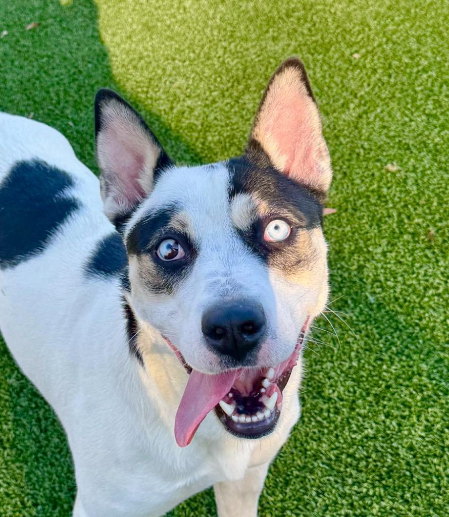 Malibu, Adoptable, Adult Female Australian Shepherd & Cattle Dog.