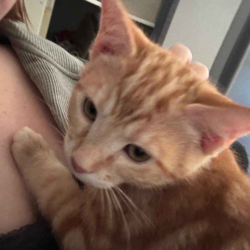 C-3PO, Adoptable, Kitten Male Domestic Short Hair.