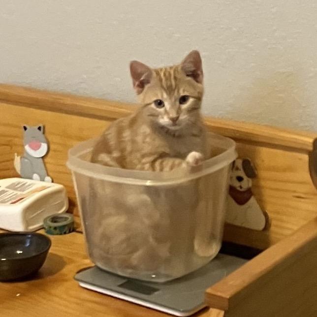 Enlarge C-3PO, a Adoptable Domestic Short Hair in Katy, TX image 2/5