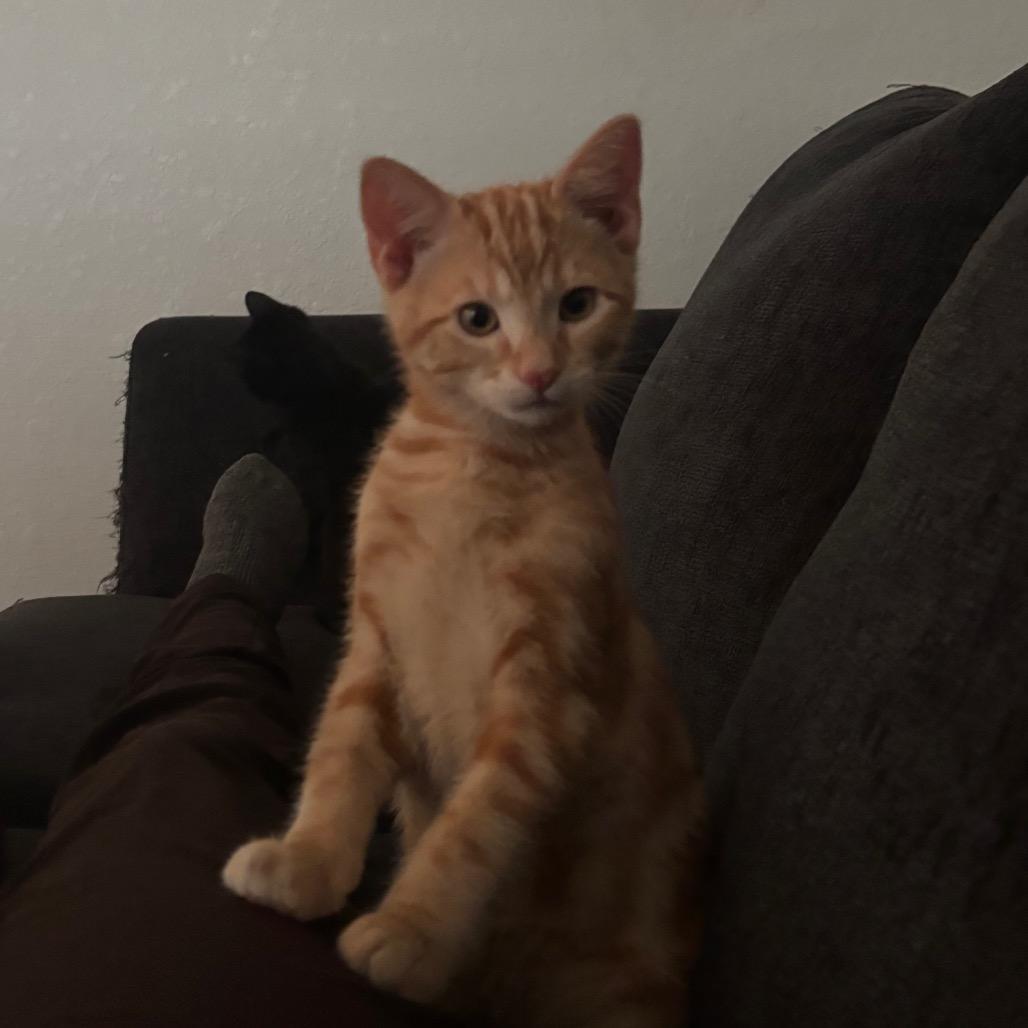 Enlarge C-3PO, a Adoptable Domestic Short Hair in Katy, TX image 3/5