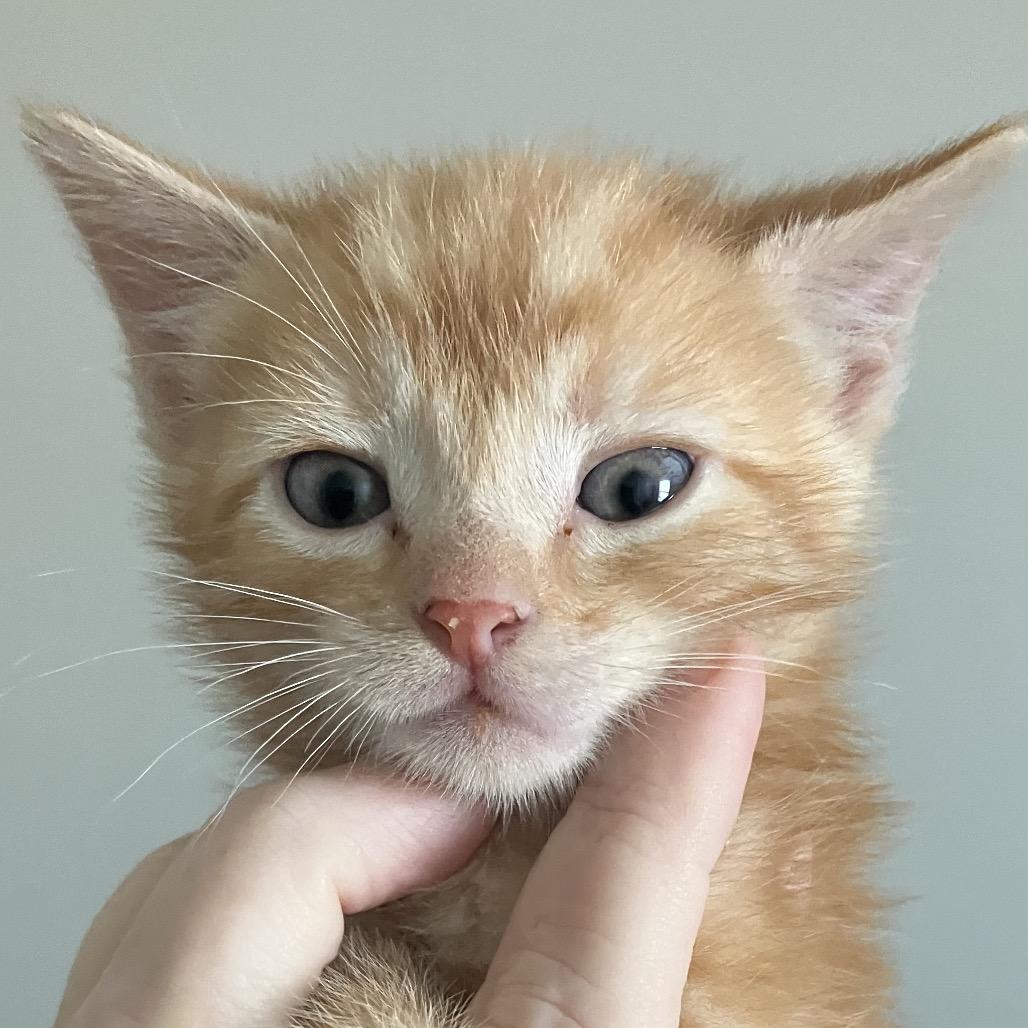 Enlarge C-3PO, a Adoptable Domestic Short Hair in Katy, TX image 5/5