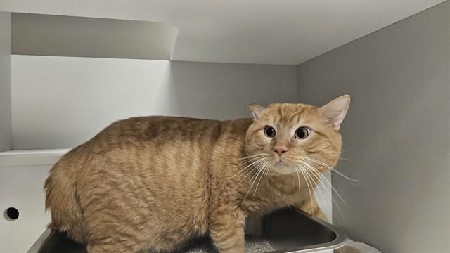 AUGUSTUS, Adoptable, Young Male Domestic Short Hair.