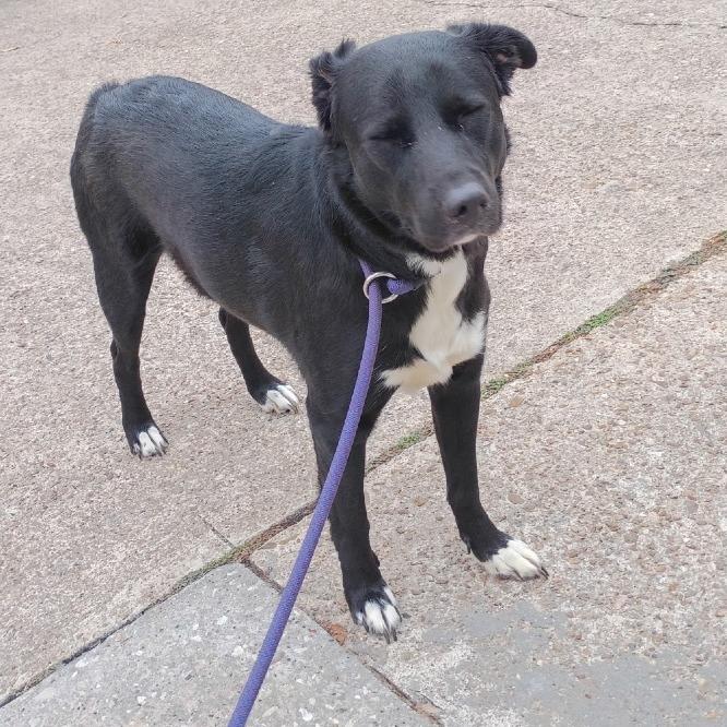 Enlarge Mia, a Adoptable mixed breed in Rochester, NY image 3/3