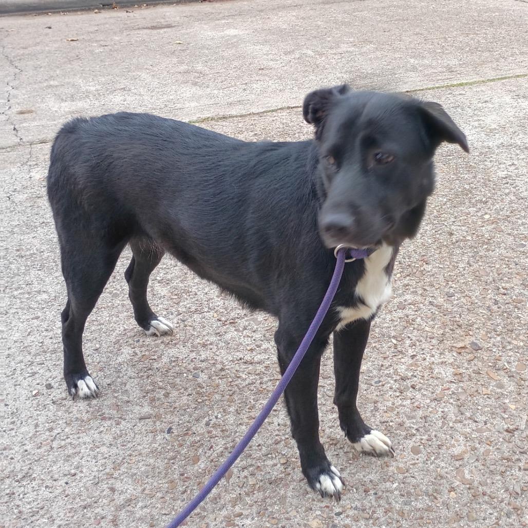 Enlarge Mia, a Adoptable mixed breed in Rochester, NY image 2/3