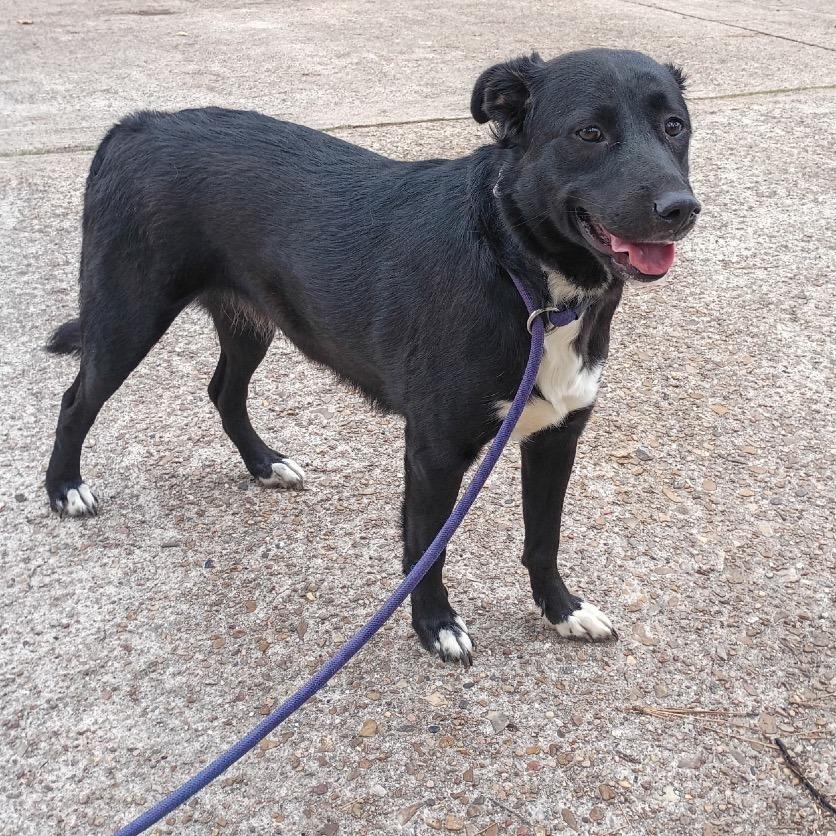 Mia, Adoptable, Young Female Black Labrador Retriever.