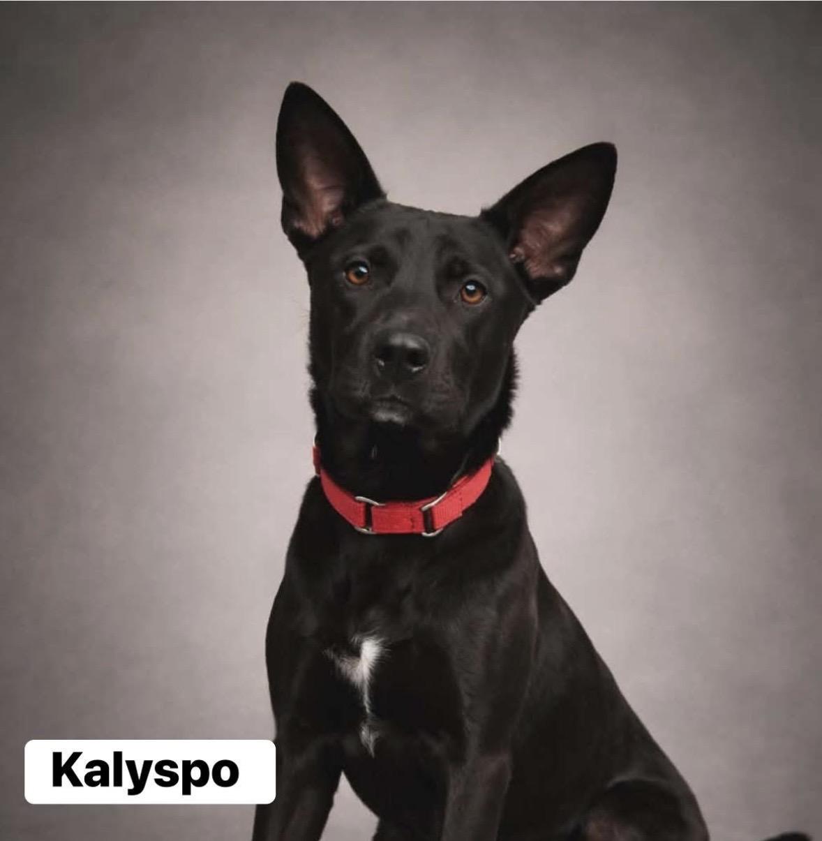Enlarge Kalypso, a Adoptable mixed breed in Wolcott, CT image 1/3
