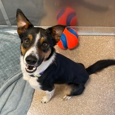 Enlarge Kermit, a Adoptable Mixed Breed in Sonoma, CA image 1/2