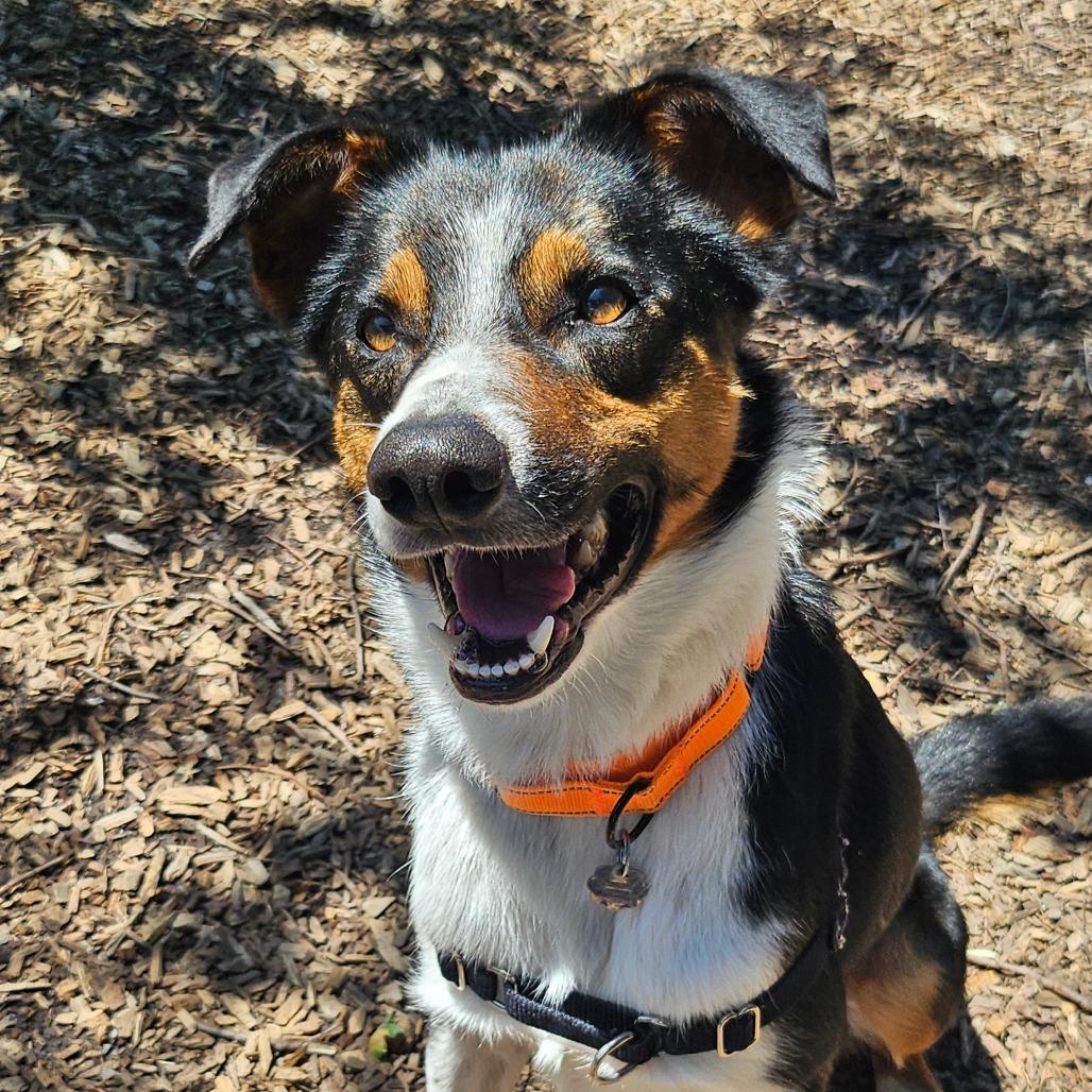 Kermit (Foster), a Adoptable Mixed Breed in Sonoma, CA image 2/6