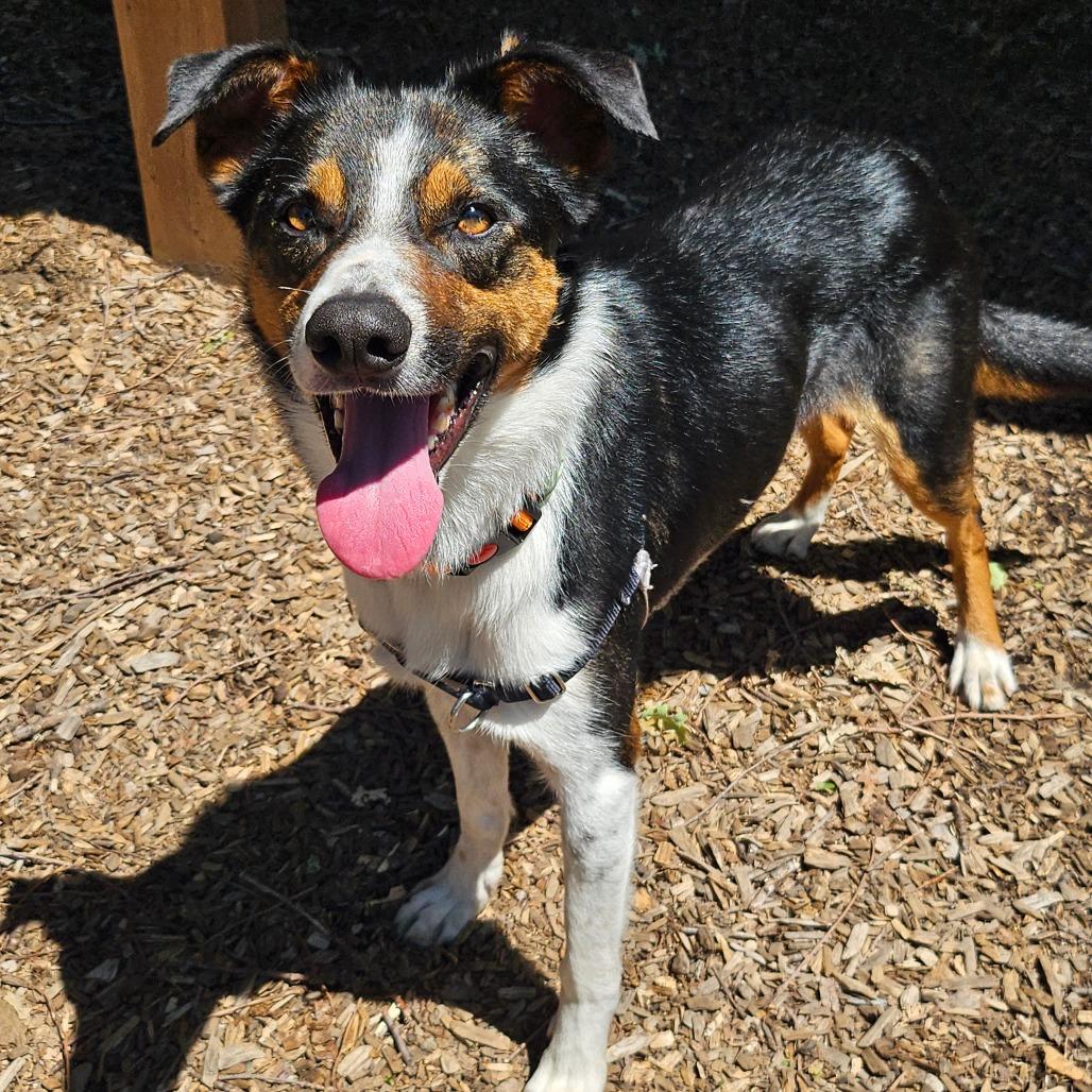 Kermit (Foster), a Adoptable Mixed Breed in Sonoma, CA image 3/6