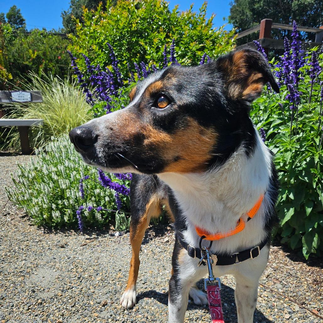Kermit (Foster), a Adoptable Mixed Breed in Sonoma, CA image 4/6