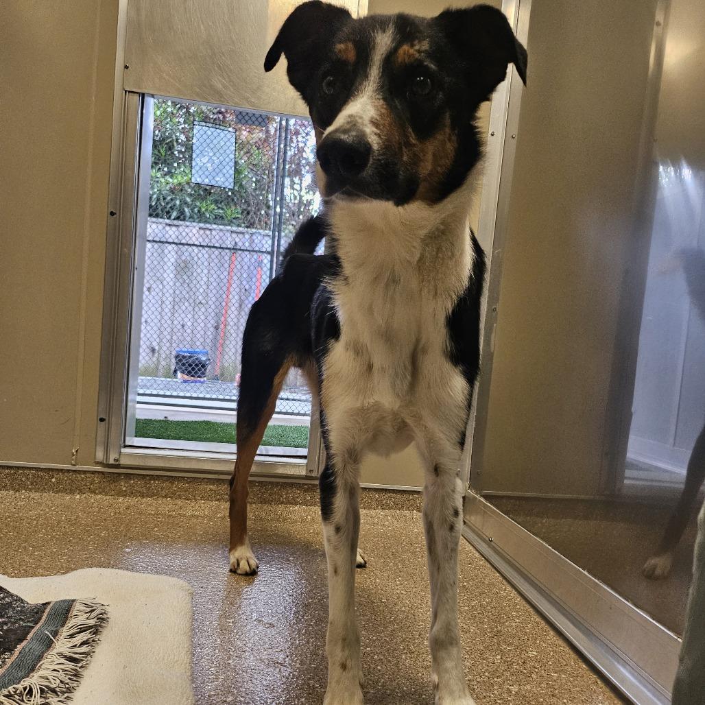 Enlarge Kermit, a Adoptable Mixed Breed in Sonoma, CA image 2/2