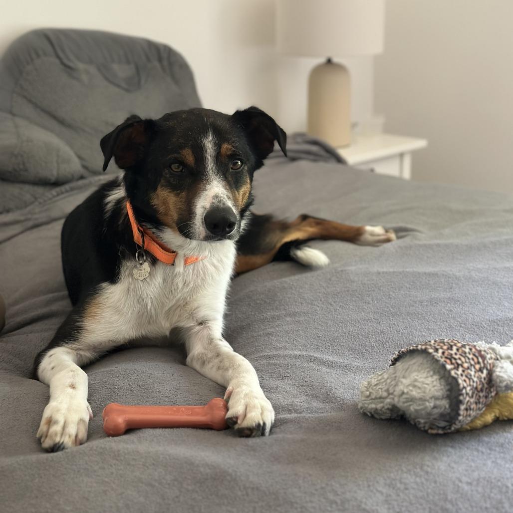 Kermit (Foster), a Adoptable Mixed Breed in Sonoma, CA image 6/6