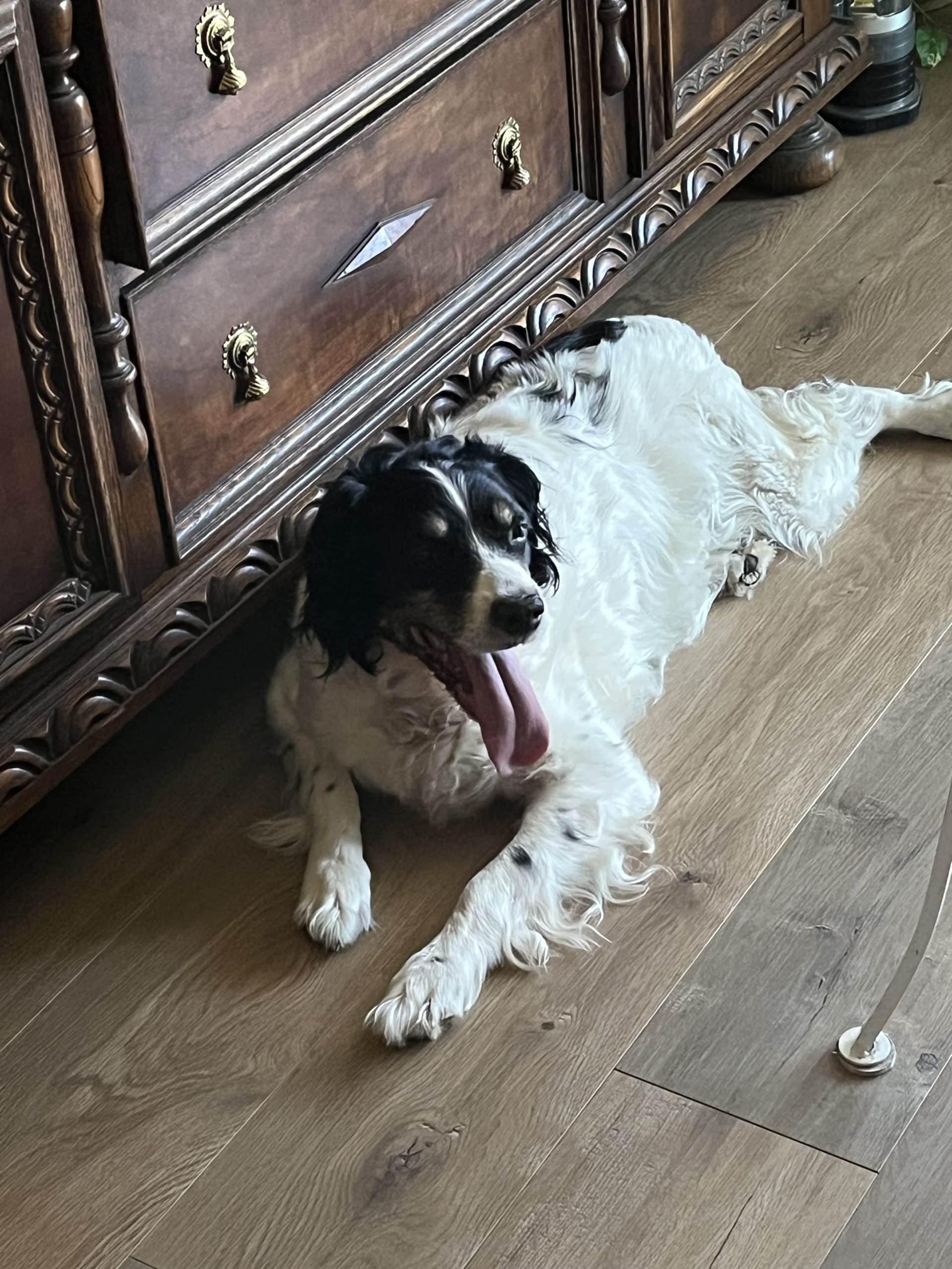 Enlarge Gux - 20041900 - WA, a Adopted Brittany Spaniel in Vantage, WA image 1/3