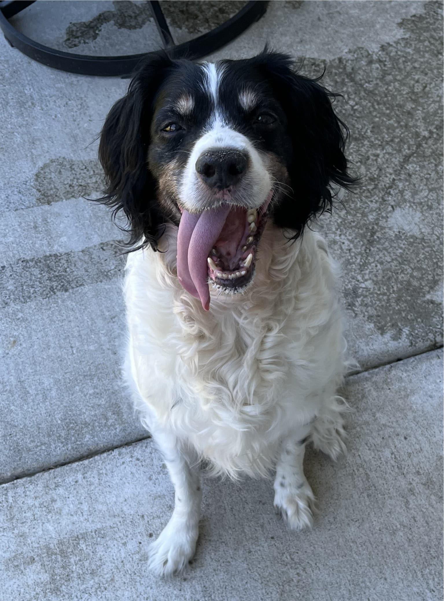 Enlarge Gux - 20041900 - WA, a Adopted Brittany Spaniel in Vantage, WA image 3/3