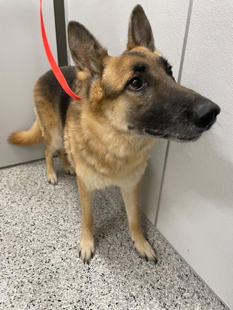 Enlarge Whiskey, a Adoptable German Shepherd Dog in Clarksville, TN image 1/1
