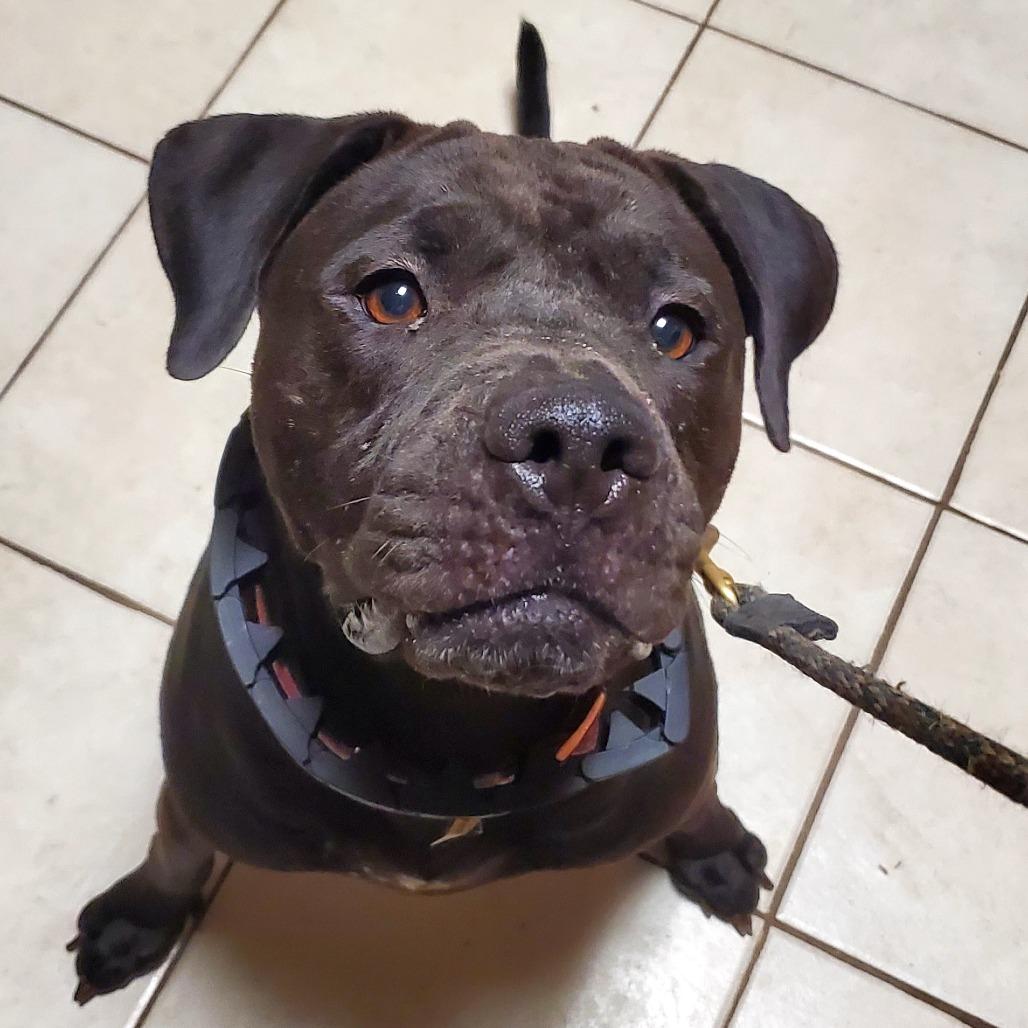 Enlarge Polly, a Adoptable Pit Bull Terrier in Glenmora, LA image 1/4