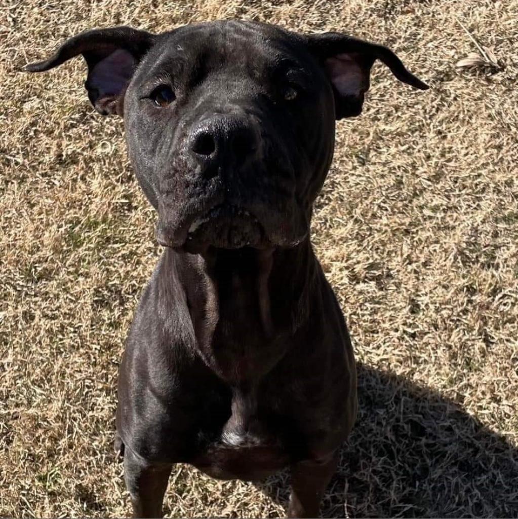 Enlarge Polly, a Adoptable Pit Bull Terrier in Glenmora, LA image 4/4