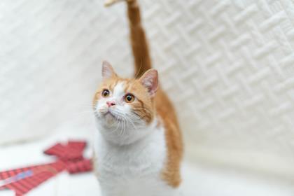 Ollie — thumbnail 2