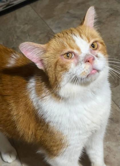 Ollie — thumbnail 3