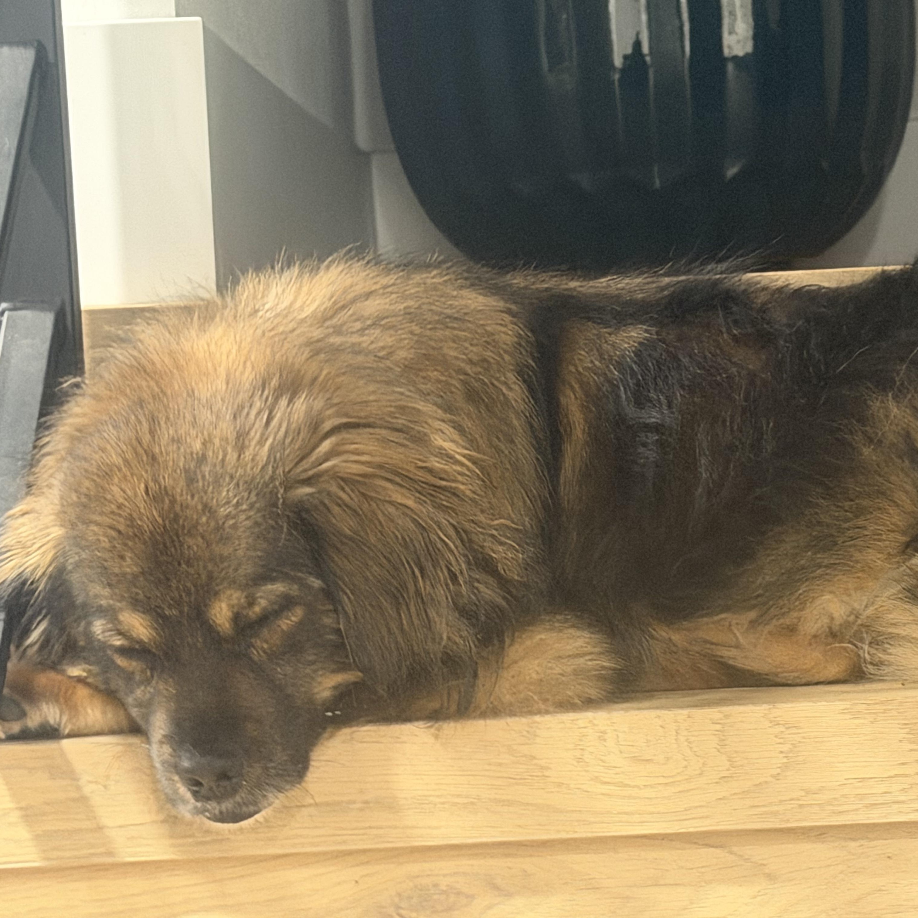 Mr. Mini Lion Buddy (Tripaw), a Adoptable mixed breed in Vancouver, BC image 2/6