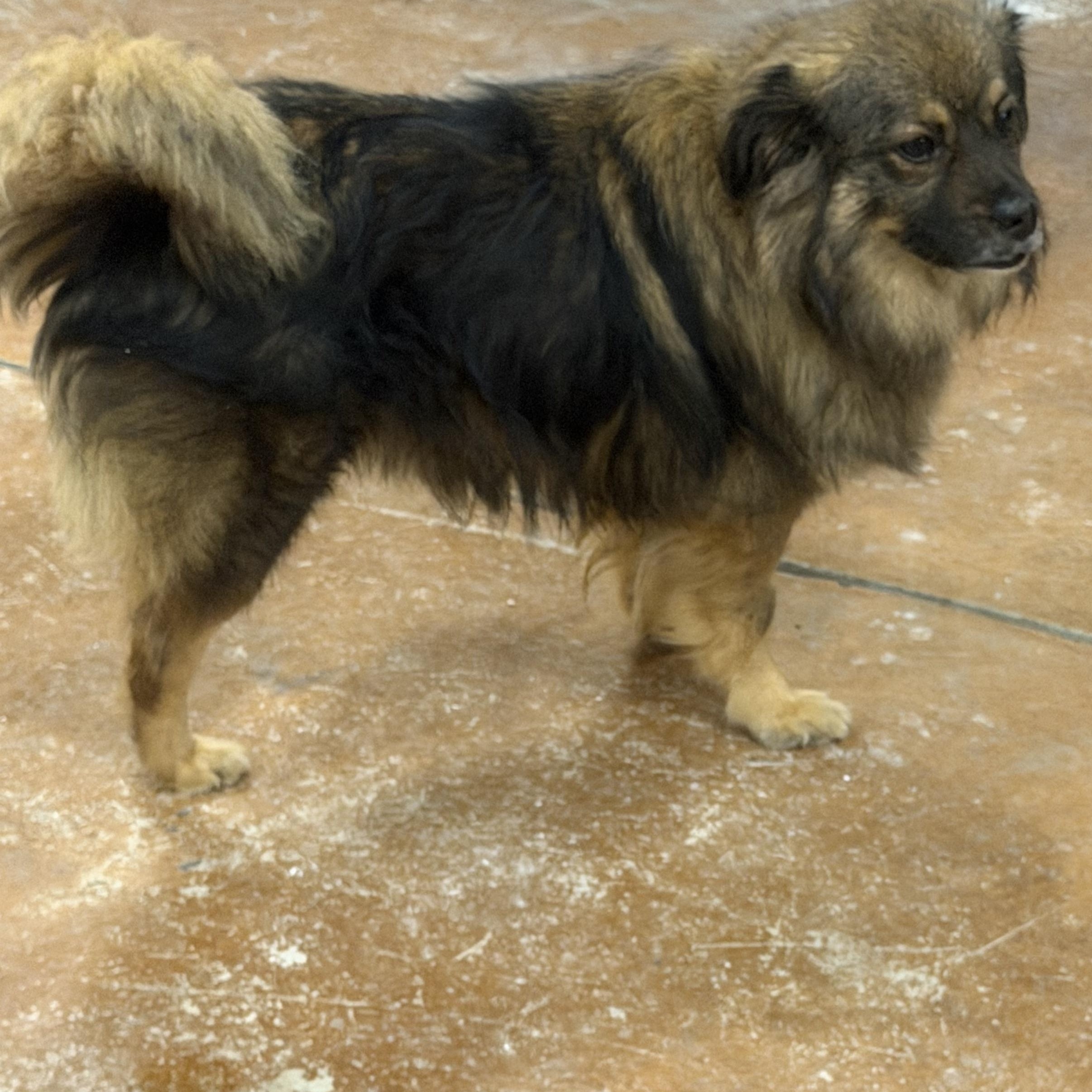 Mr. Mini Lion Buddy (Tripaw), a Adoptable mixed breed in Vancouver, BC image 3/6