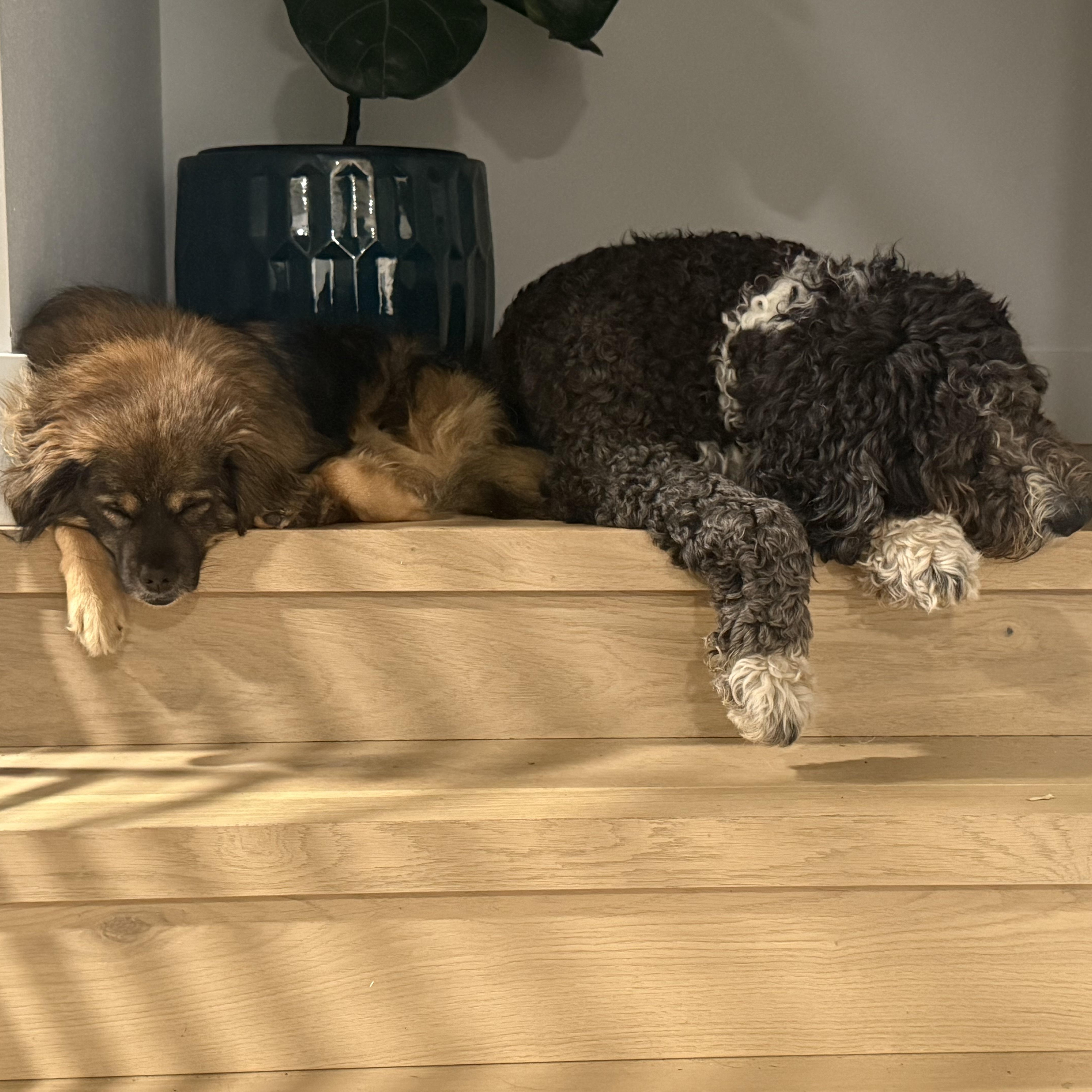 Mr. Mini Lion Buddy (Tripaw), a Adoptable mixed breed in Vancouver, BC image 4/6