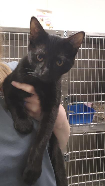 Enlarge Wall-E, a Adoptable mixed breed in Grapevine, TX image 1/3