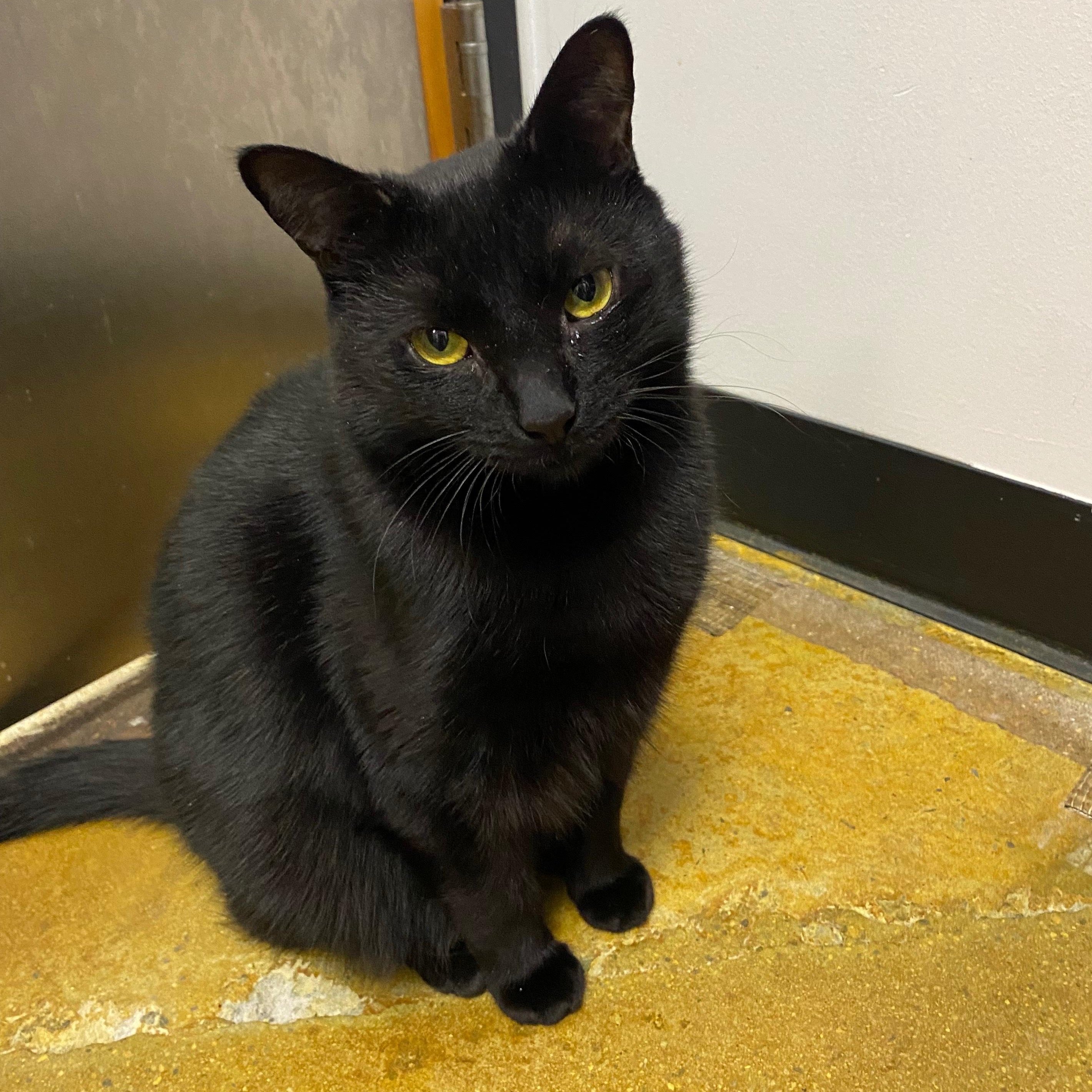 Enlarge Anatase, a Adoptable Domestic Short Hair in Norwalk, CT image 2/2