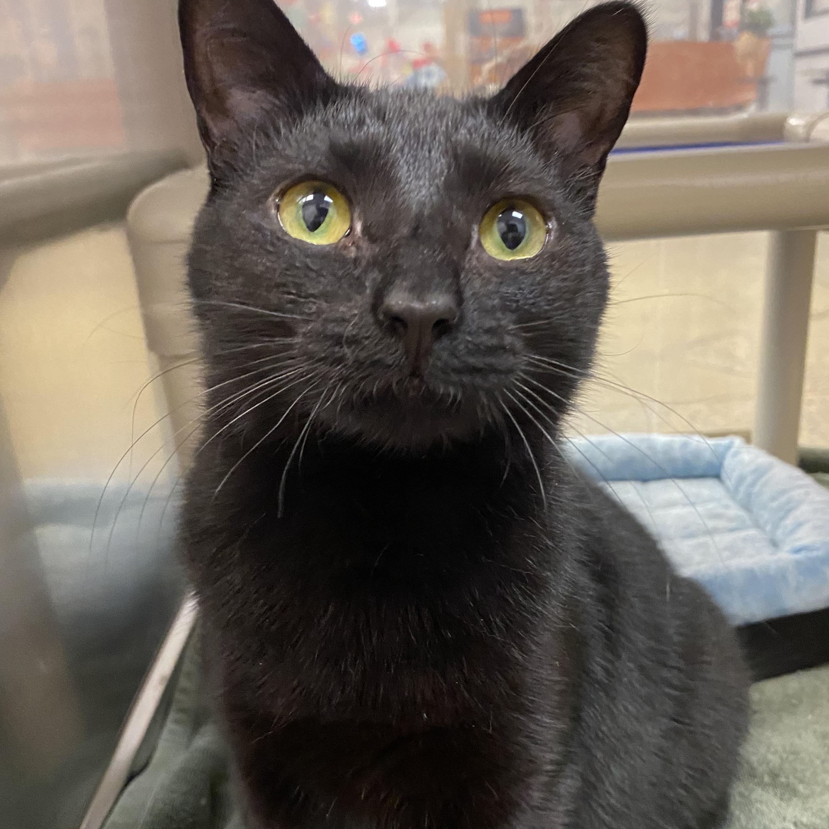 Anatase, Adoptable, Young Female Domestic Short Hair.