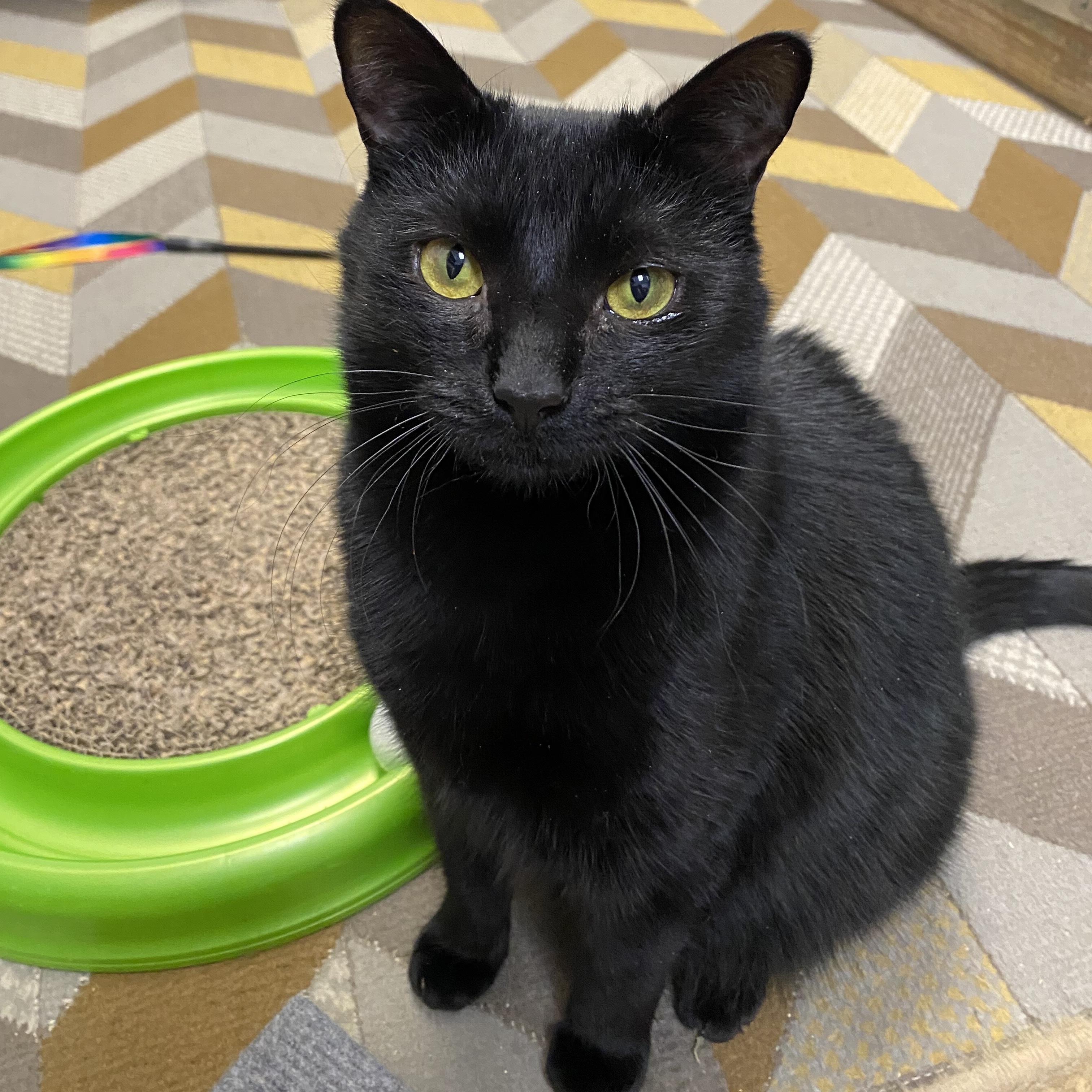 Enlarge Anatase, a Adoptable Domestic Short Hair in Norwalk, CT image 1/3