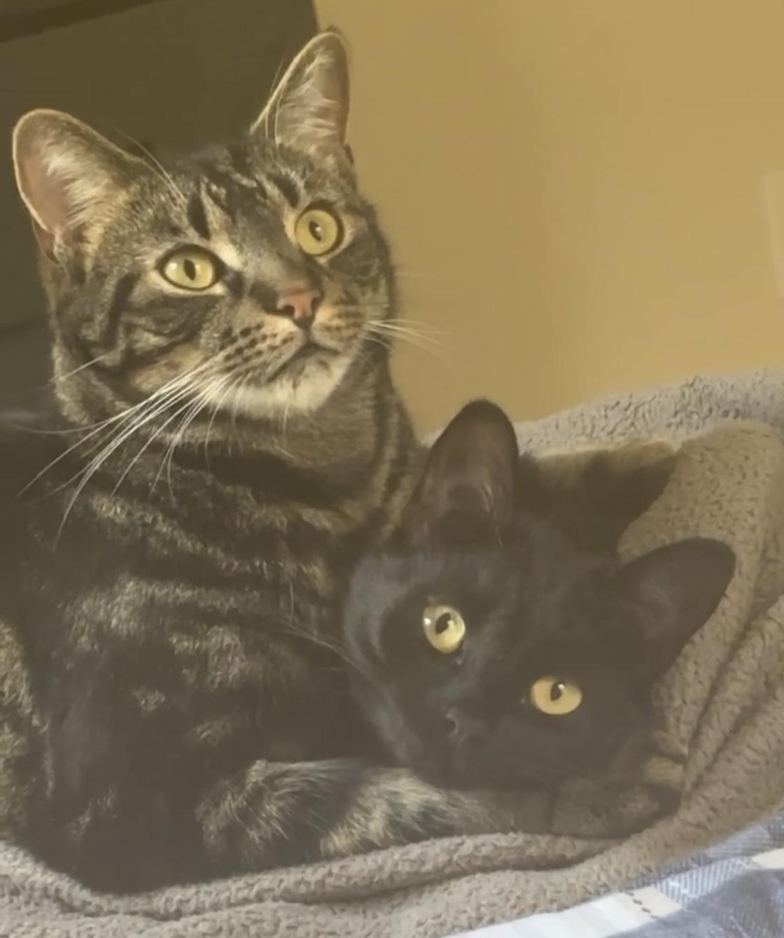 Enlarge Jellybean and Twix - Bonded Pair - COURTESY POST, an adoptable Domestic Short Hair in Fayetteville, NC image 6/6