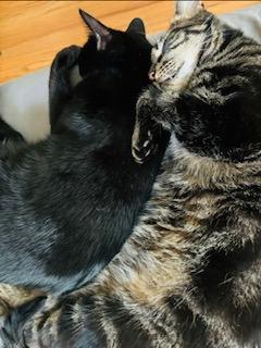 Enlarge Jellybean and Twix - Bonded Pair - COURTESY POST, an adoptable Domestic Short Hair in Fayetteville, NC image 5/6