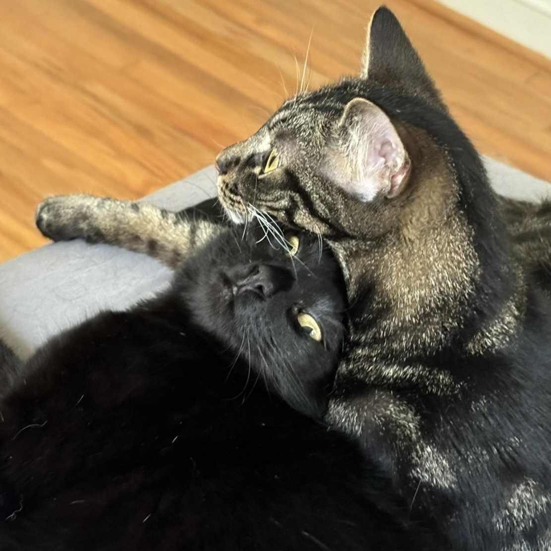 Enlarge Jellybean and Twix - Bonded Pair - COURTESY POST, an adoptable Domestic Short Hair in Fayetteville, NC image 1/6