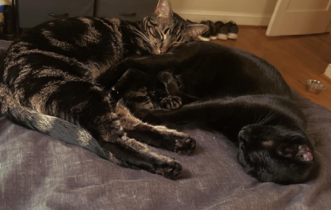 Enlarge Jellybean and Twix - Bonded Pair - COURTESY POST, an adoptable Domestic Short Hair in Fayetteville, NC image 4/6