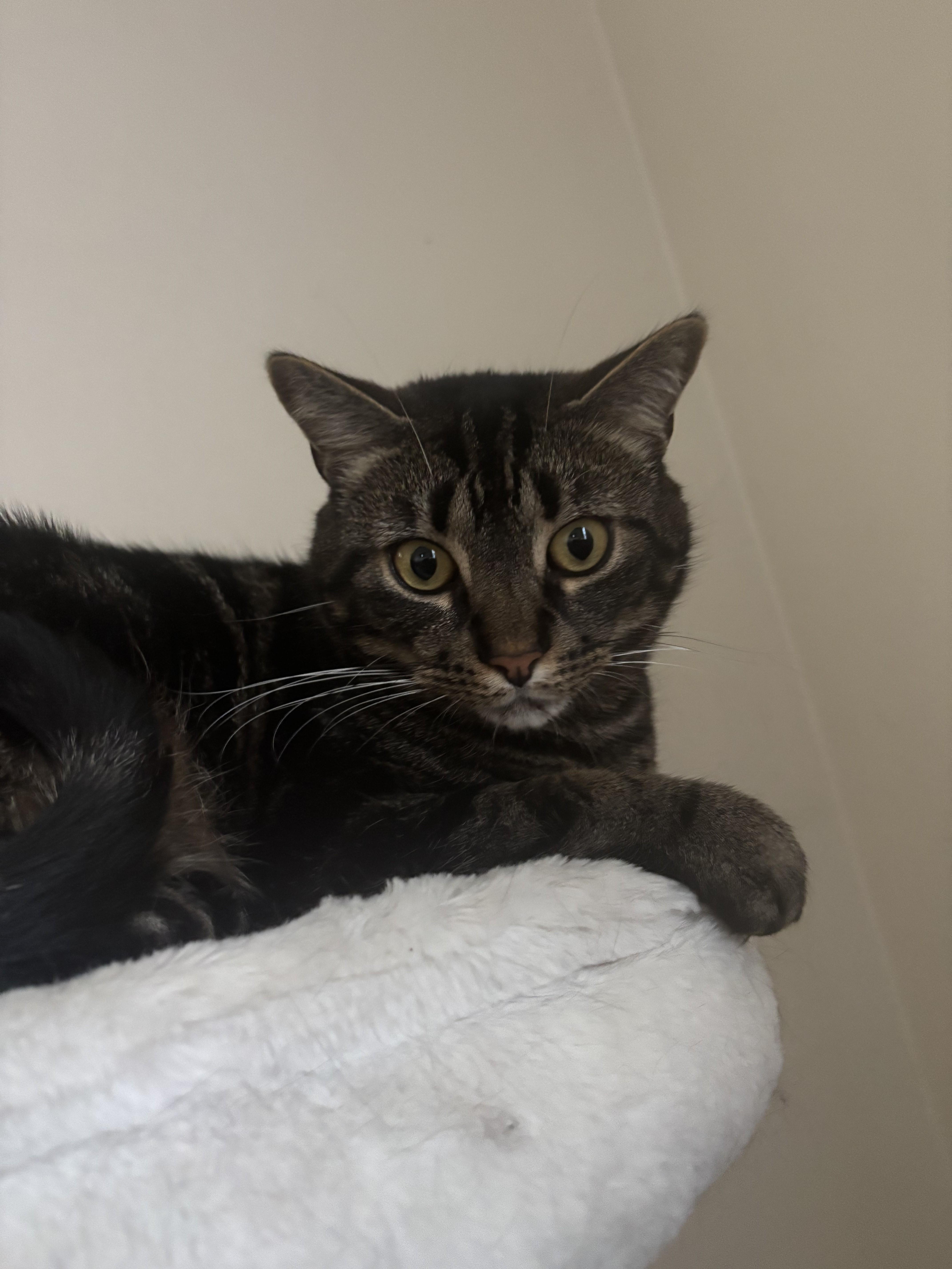 Enlarge Jellybean and Twix - Bonded Pair - COURTESY POST, an adoptable Domestic Short Hair in Fayetteville, NC image 2/6