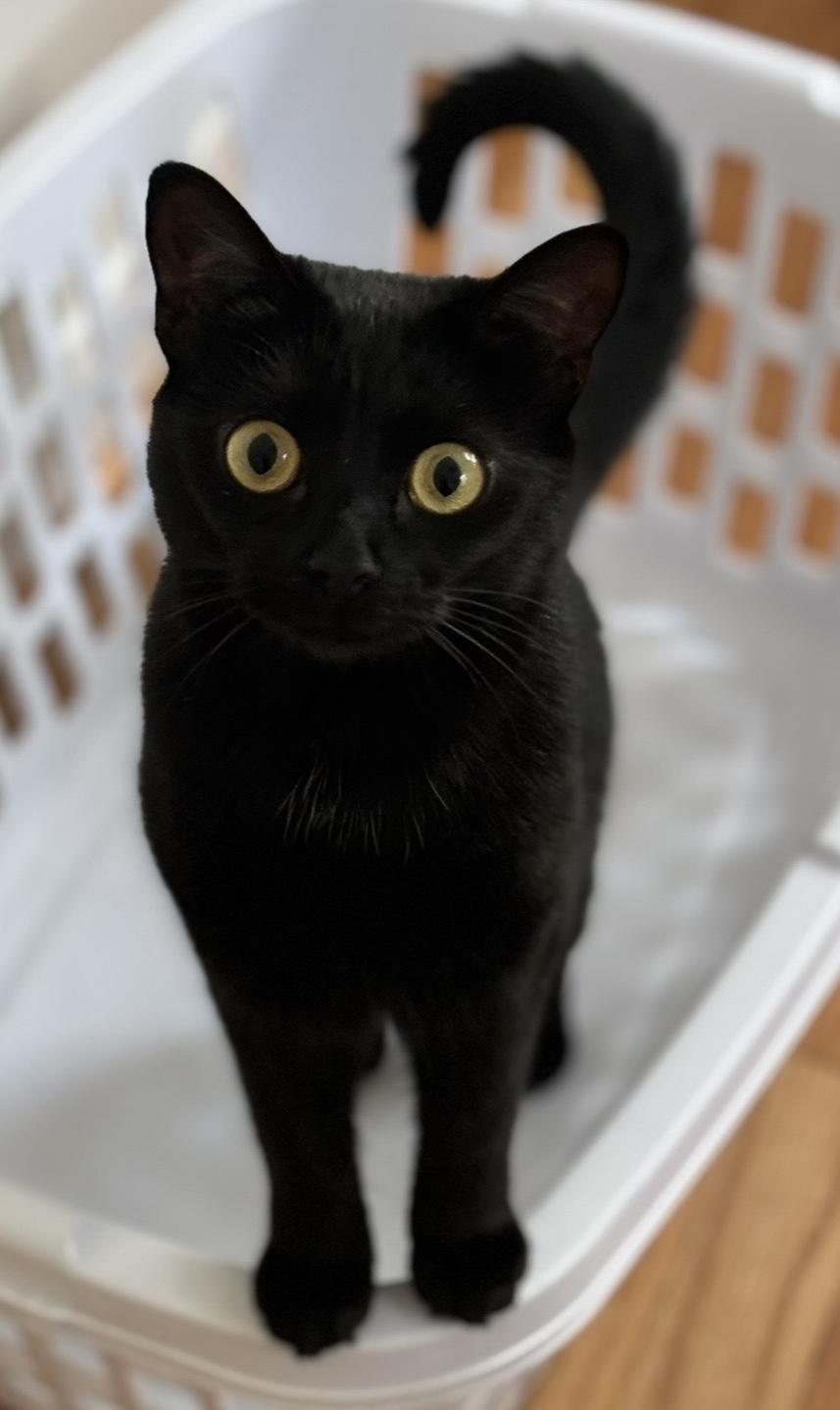 Enlarge Jellybean and Twix - Bonded Pair - COURTESY POST, an adoptable Domestic Short Hair in Fayetteville, NC image 3/6
