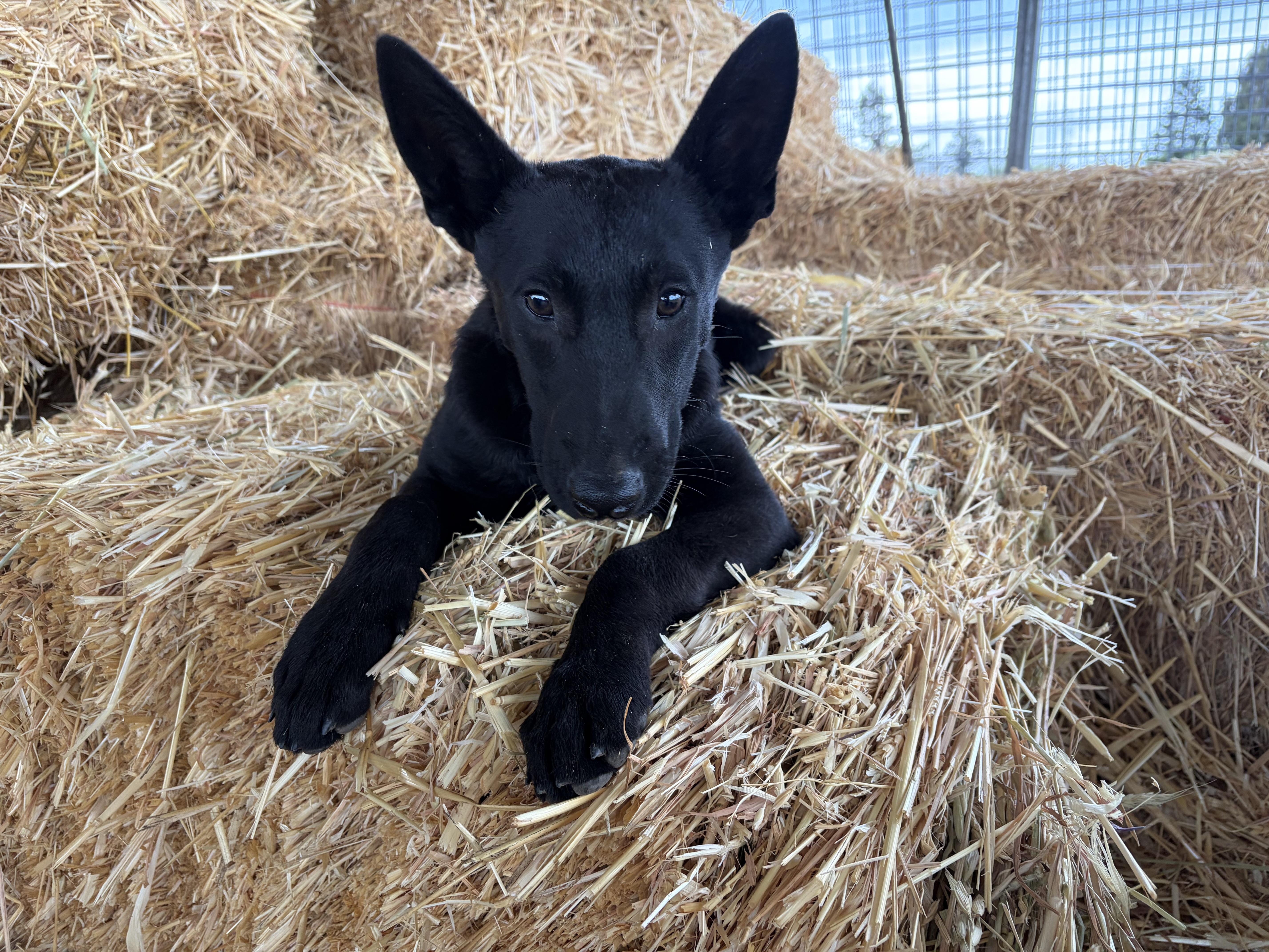Enlarge GL - Pyrite, a Adoptable Belgian Shepherd / Malinois in Vancouver, WA image 1/6