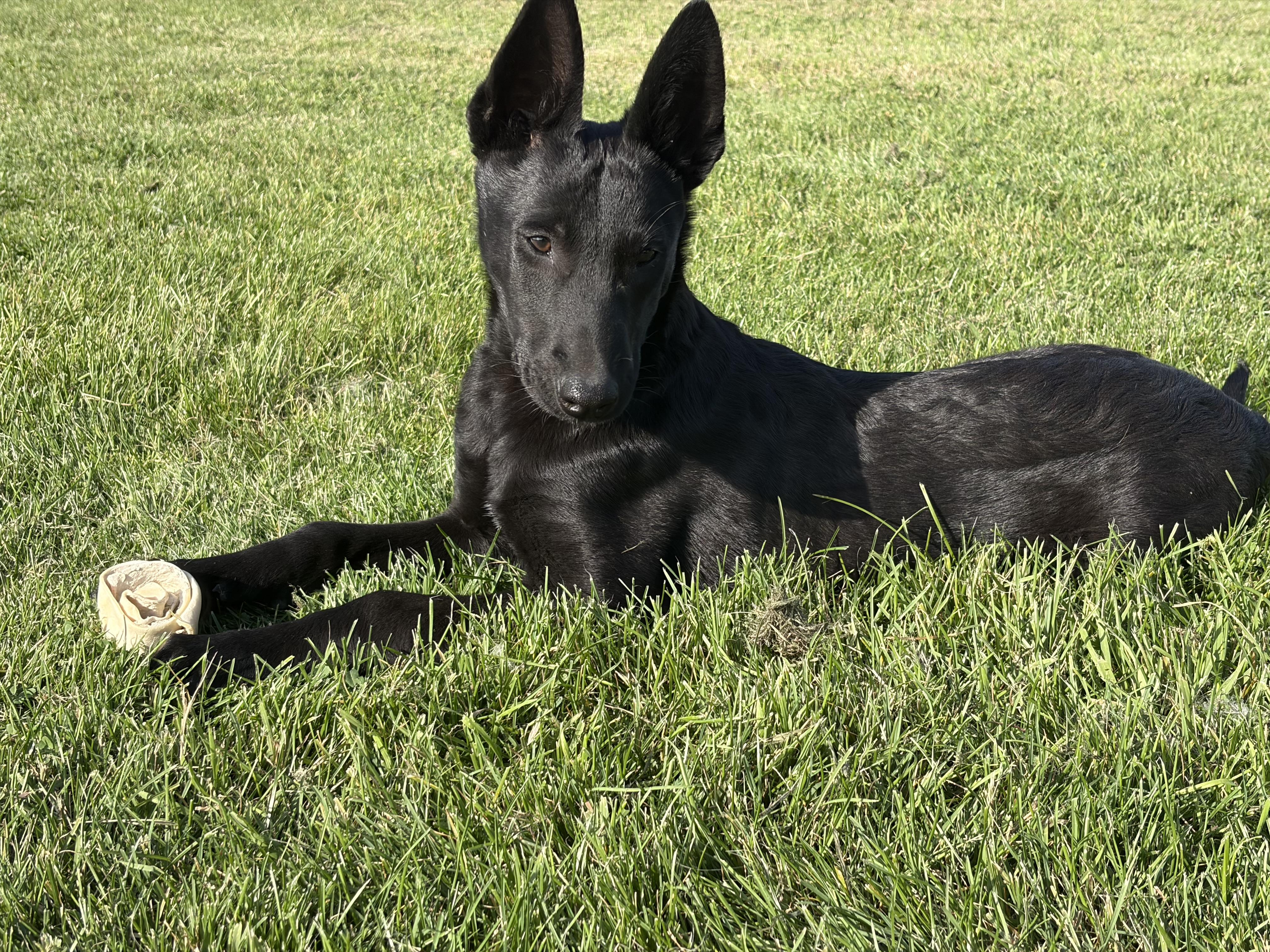 Enlarge GL - Pyrite, a Adoptable Belgian Shepherd / Malinois in Vancouver, WA image 2/6