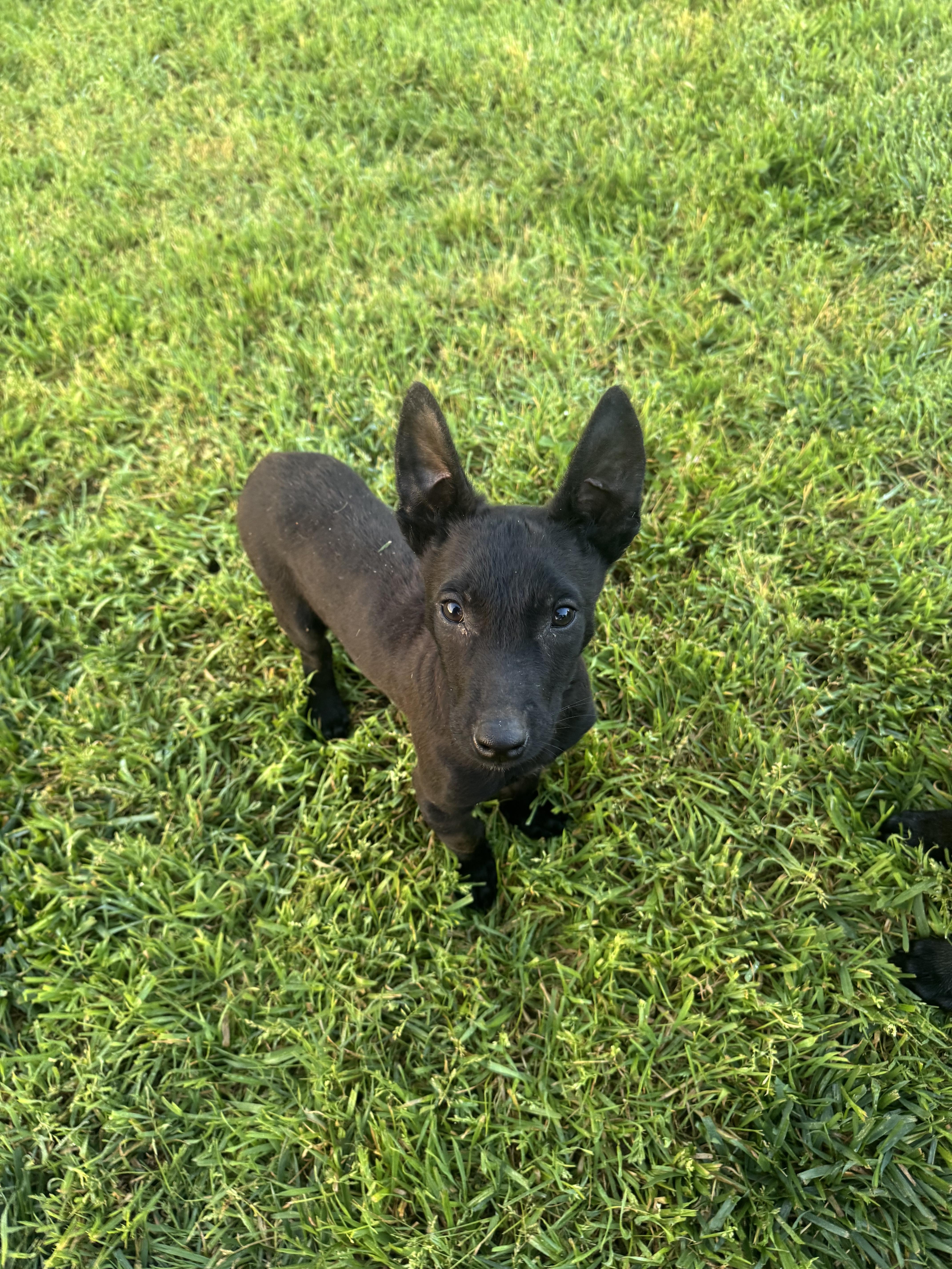 Enlarge GL - Pyrite, a Adoptable Belgian Shepherd / Malinois in Vancouver, WA image 1/4
