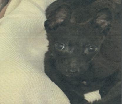 Enlarge GL - Pyrite, a Adoptable Belgian Shepherd / Malinois in Vancouver, WA image 2/4