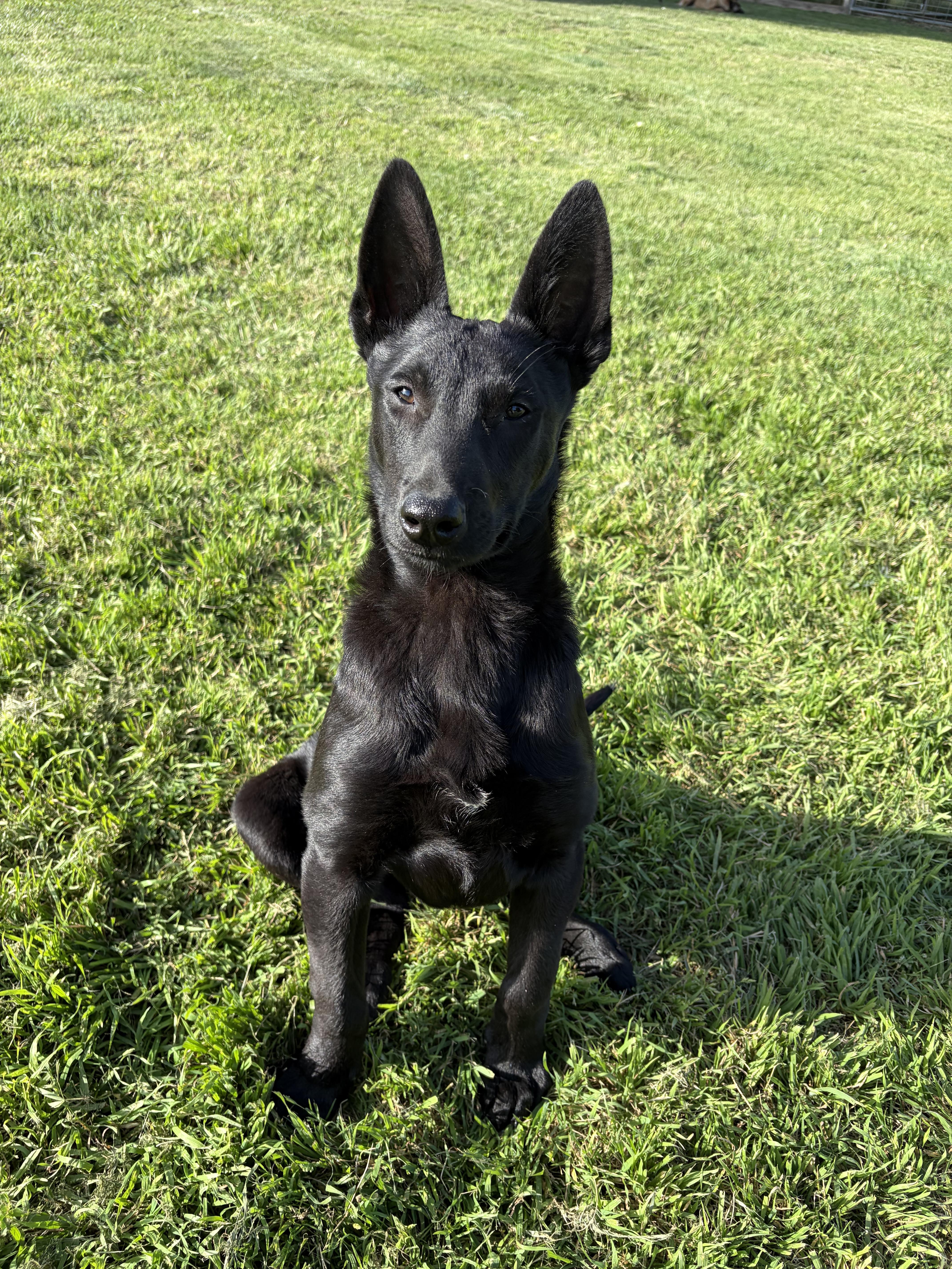 Enlarge GL - Pyrite, a Adoptable Belgian Shepherd / Malinois in Vancouver, WA image 3/6