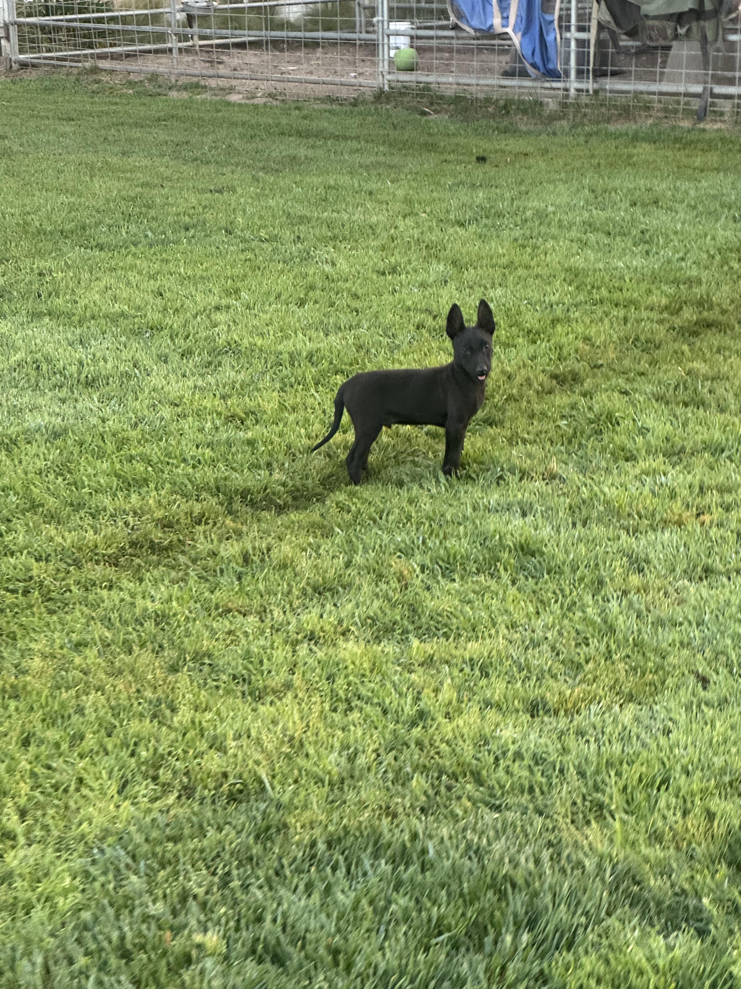 Enlarge GL - Pyrite, a Adoptable Belgian Shepherd / Malinois in Vancouver, WA image 3/4