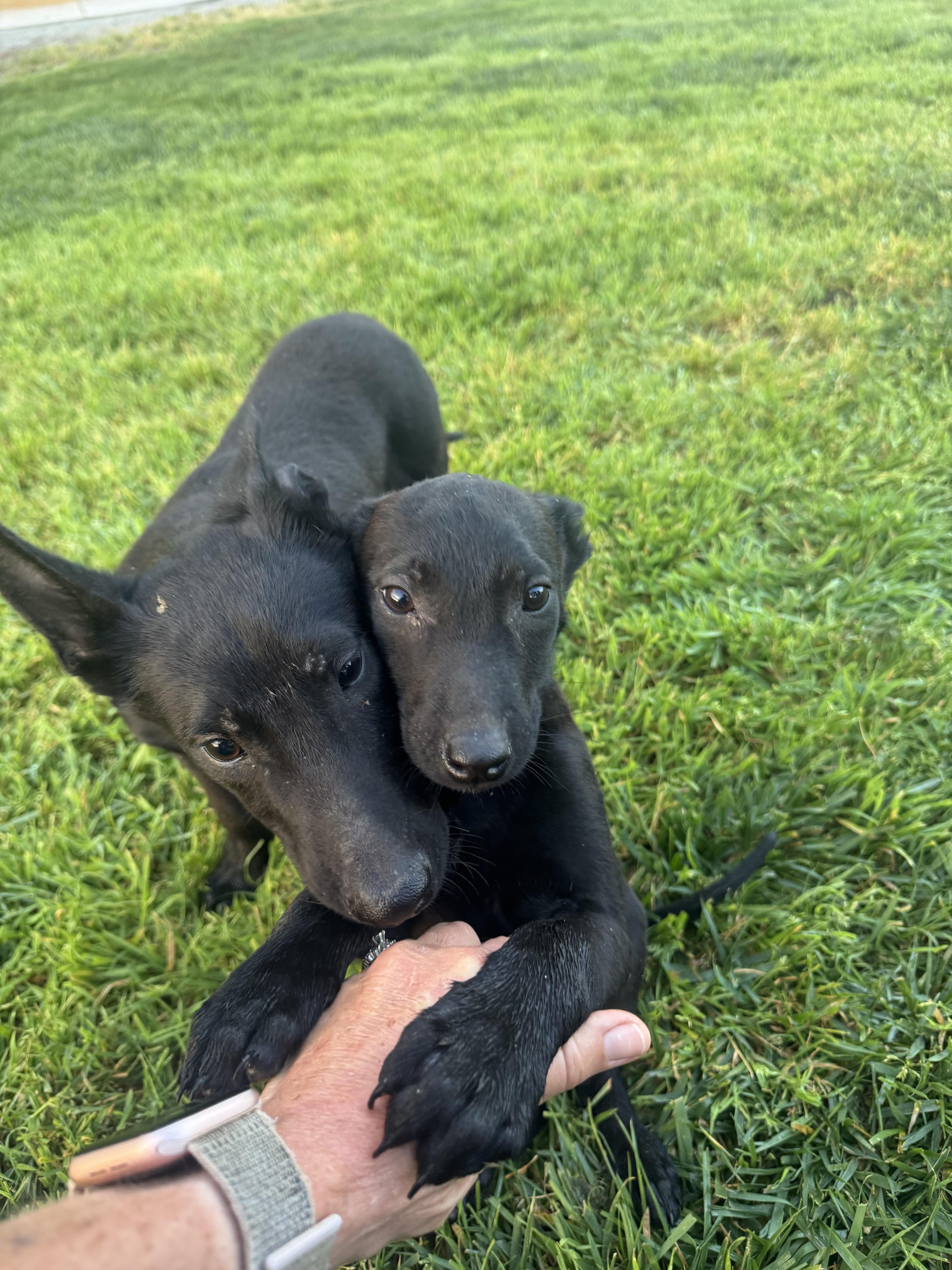 Enlarge GL - Pyrite, a Adoptable Belgian Shepherd / Malinois in Vancouver, WA image 4/4