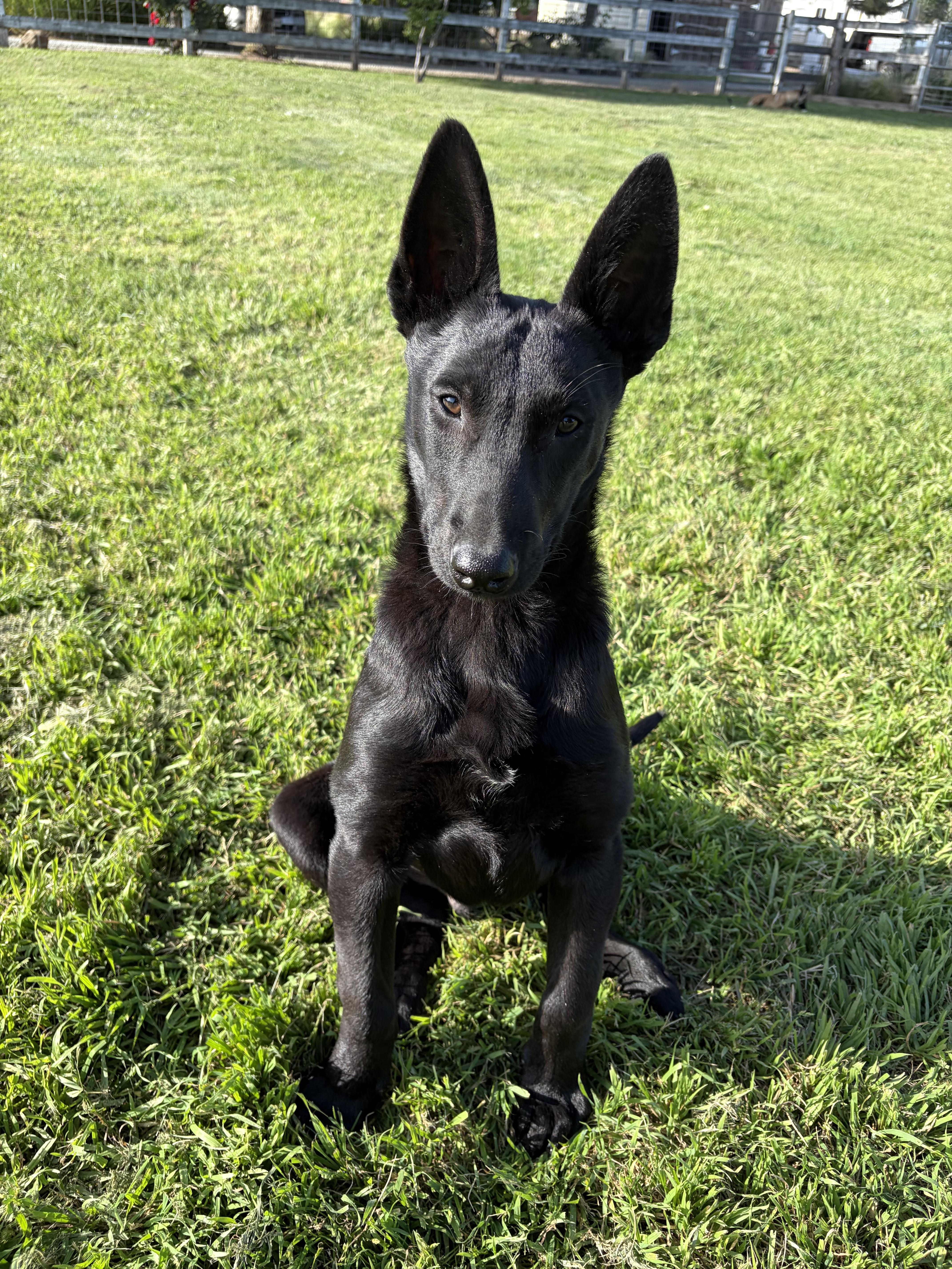 Enlarge GL - Pyrite, a Adoptable Belgian Shepherd / Malinois in Vancouver, WA image 5/6