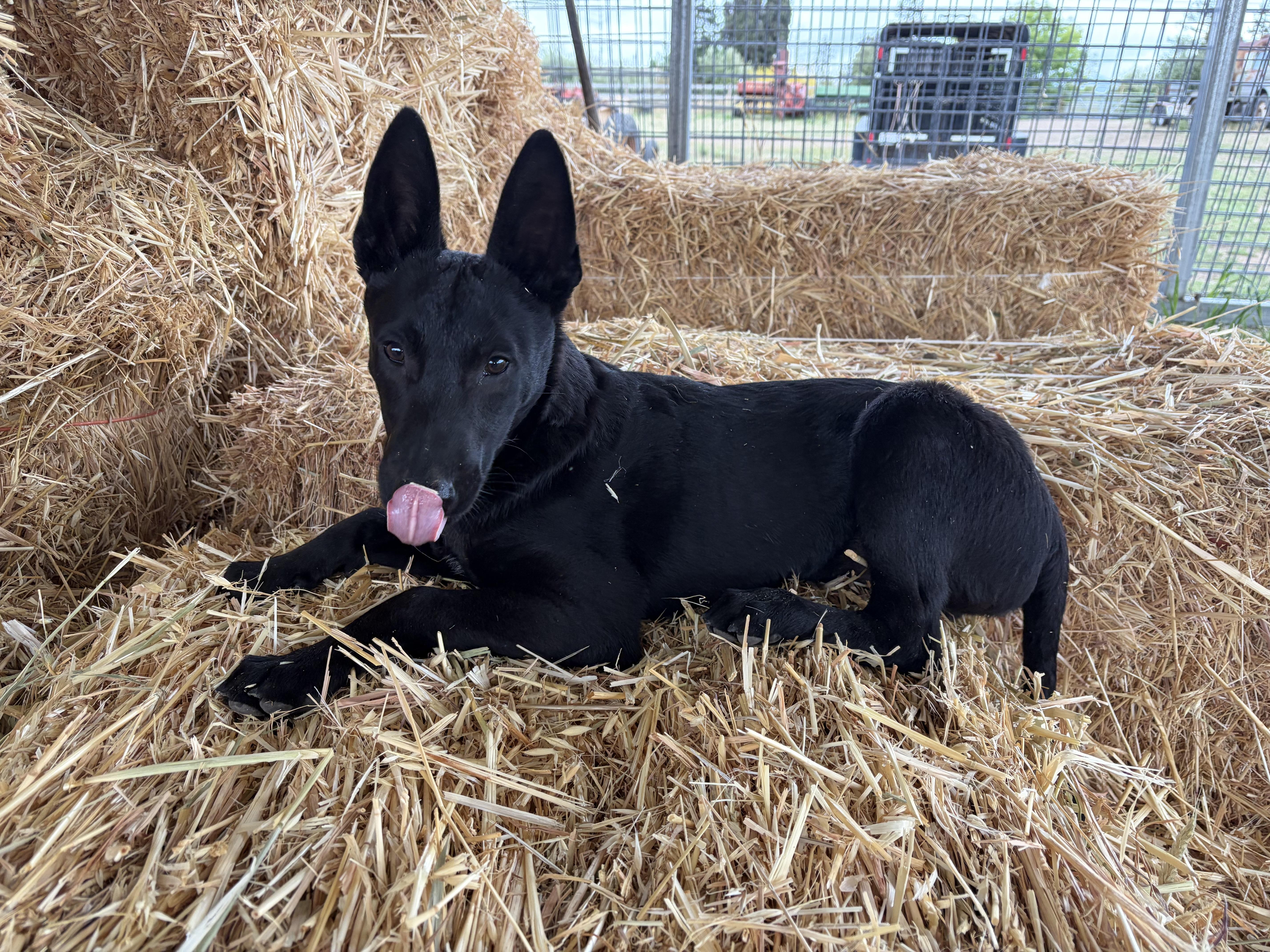 Enlarge GL - Pyrite, a Adoptable Belgian Shepherd / Malinois in Vancouver, WA image 6/6